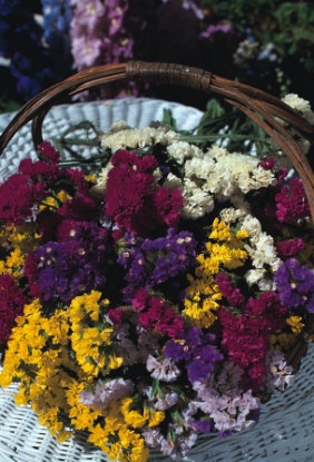 Picture of Statice - Art Shades Mixed